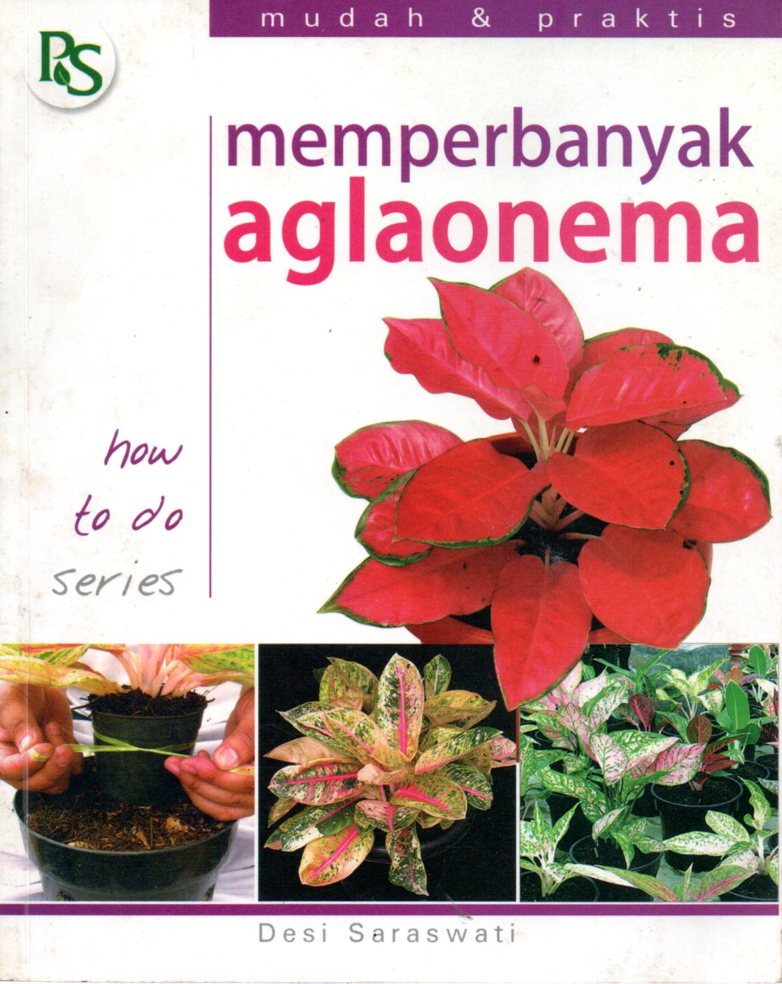 Sampul Memperbanyak Aglaonema