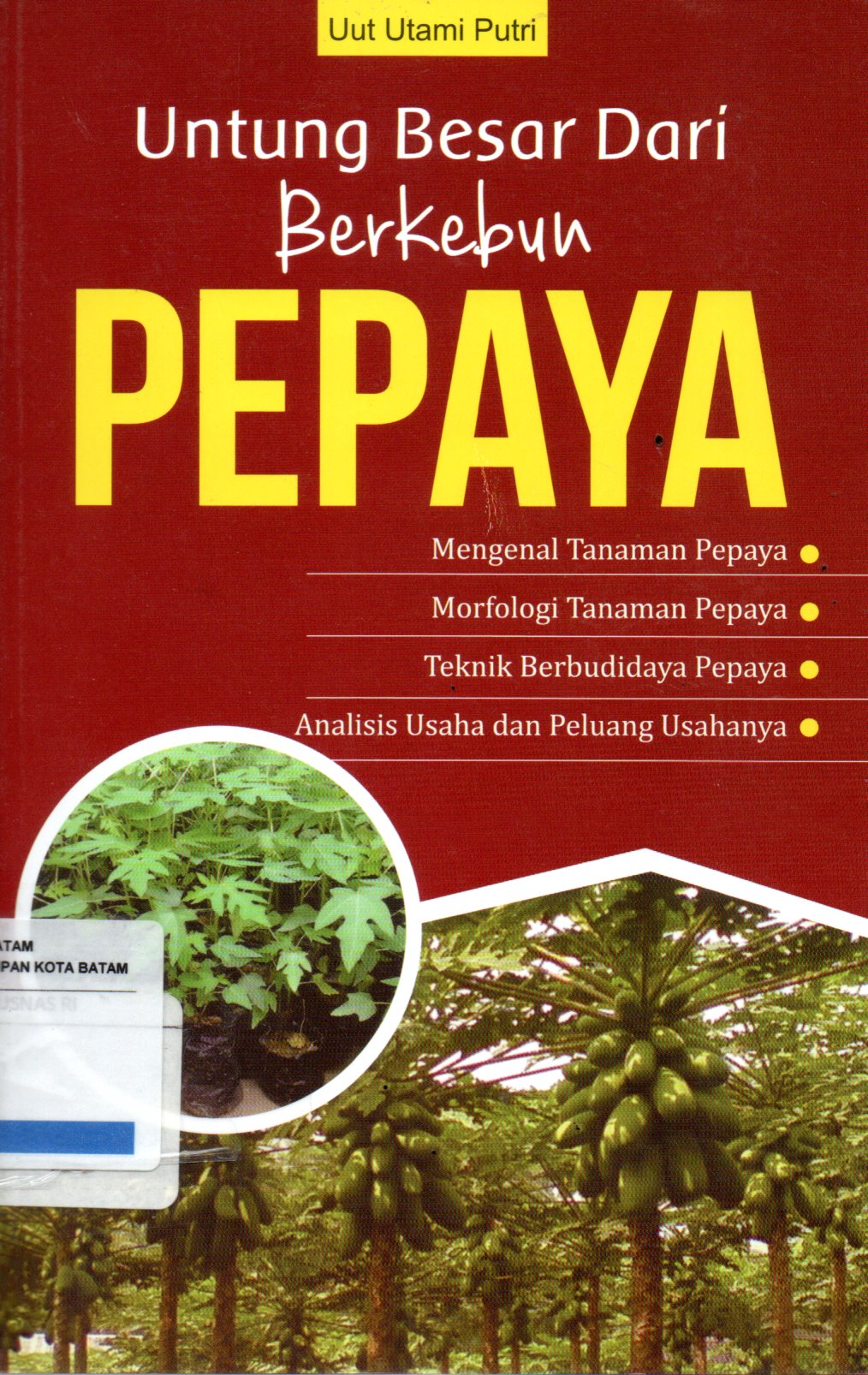 Sampul Untung Besar dari Berkebun Pepaya