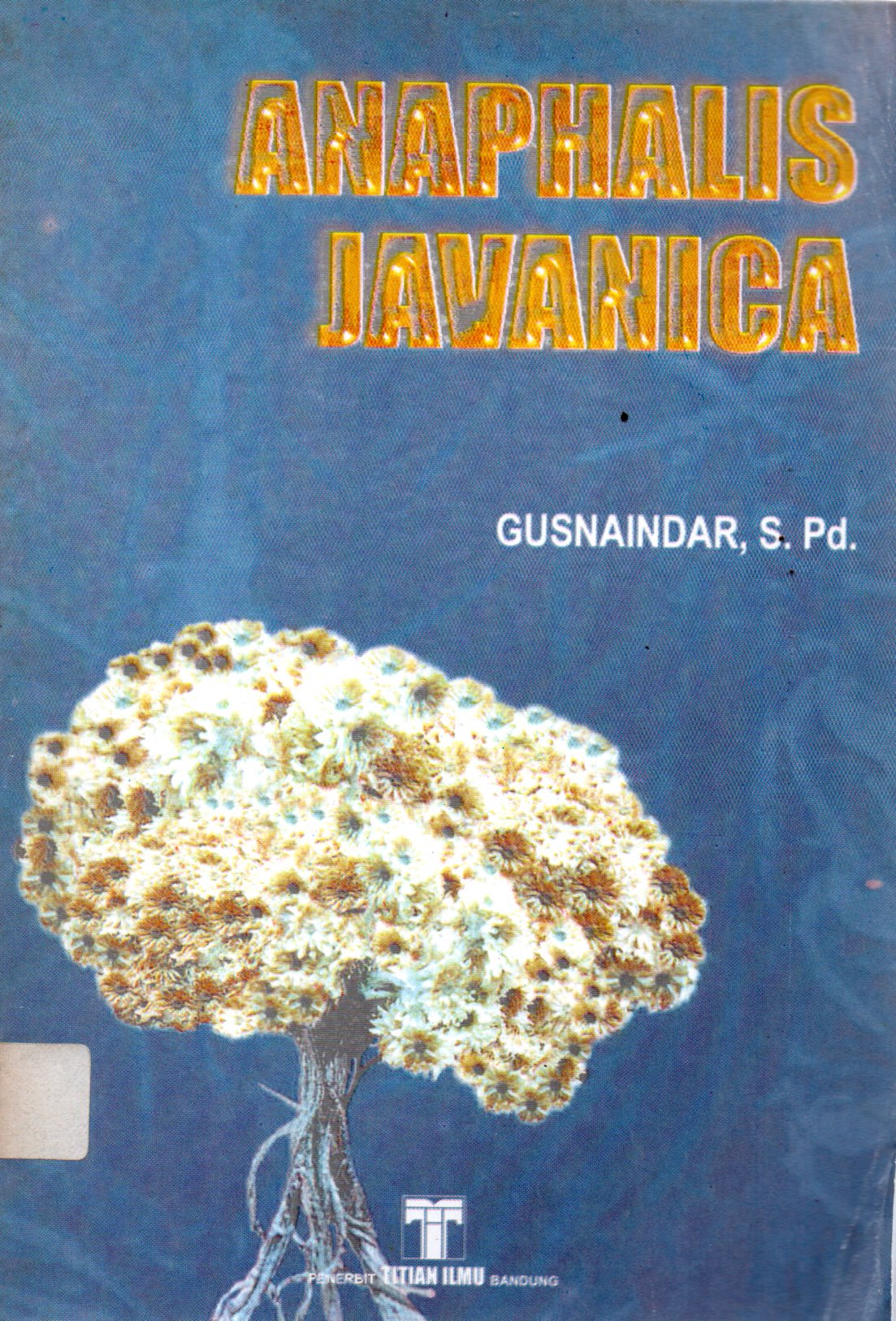 Sampul Anaphalis Javanica