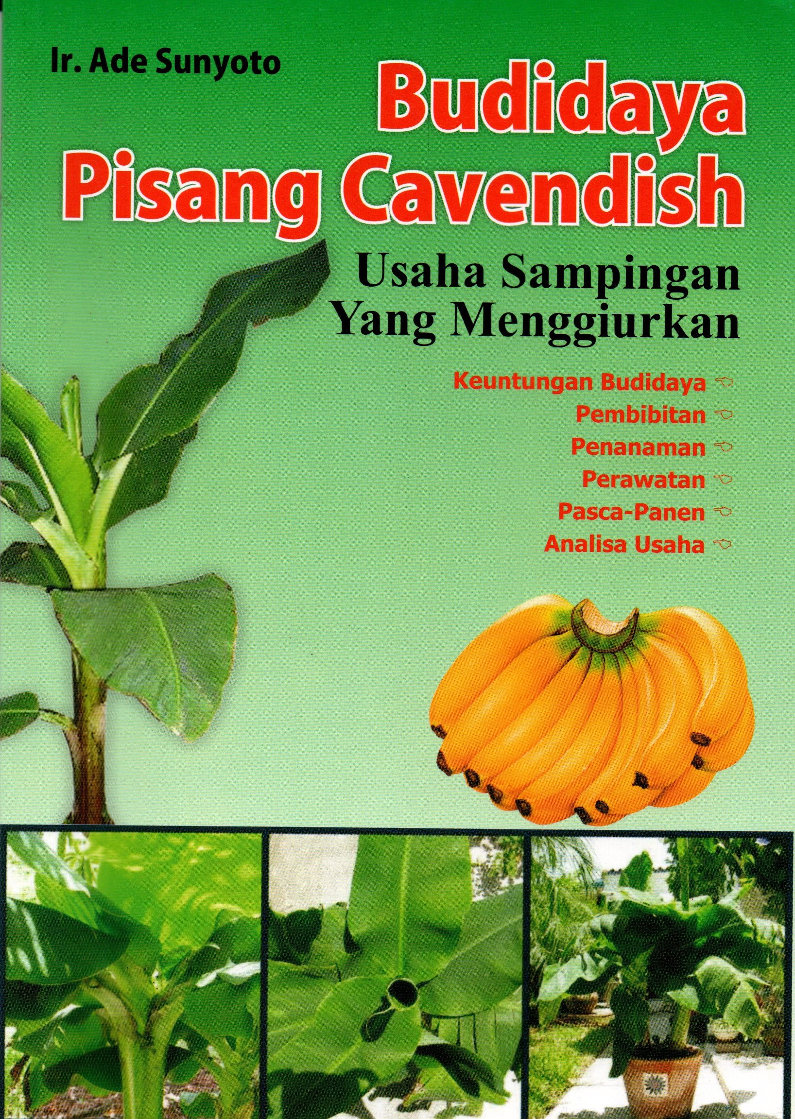 Sampul Budidaya Pisang Cavendish :  Usaha Sampingan yang Menggiurkan